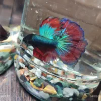 ماهی فایتر نر و ماده