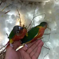 جوجه گرینچیک یلوساید سوپر رد