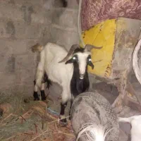 حراج نری ۵ساله