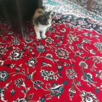 واگذاری بچه گربه