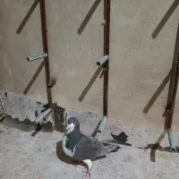 کفتر|پرنده|شیراز, مسلم|دیوار