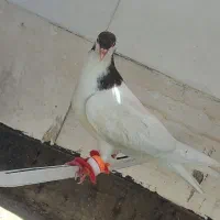کفتر پرشی کبوتر بوم جوجه