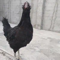 مرغ و خروس جوان و کاملا سالم و سرحال