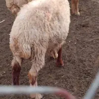 ۴ عدد بره ماده برای فروش