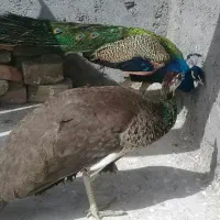 طاووس سه عدد یک نر دوتا ماده قیمت حراج