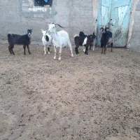 ۲راس بز بزغاله دوقلو گوسفند