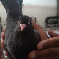 کبوتر