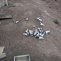 کبوتر طوقی