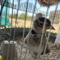 سه‌‌ر ه‌‌‌  خاکی