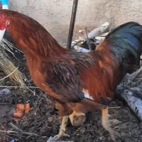 خروس محلی|حیوانات مزرعه|اسفراین, |دیوار