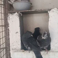 کفتر  خال قدیم مایه کفتر