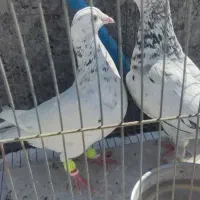 ی طوقی هفت رنگ ماده با ی جفت پلاکی