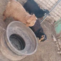 بزغاله ماده مناسب