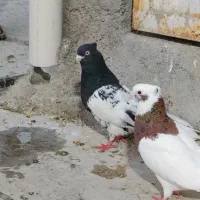 کفتر با کبوتر