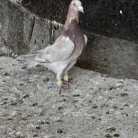 7تا کفترقلدر....۲تا جوجه سار