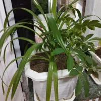 گلی|گل و گیاه طبیعی|سیمینه, |دیوار