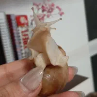 حلزون پرورشی