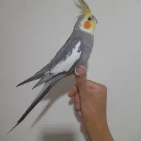 عروس هلندی نر سخنگو
