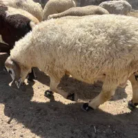 بره نر فروشی