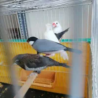 فنچ|پرنده|کارون, |دیوار