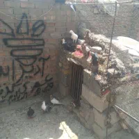 کفتر