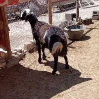 بره قوچ پلنگی