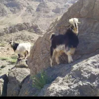 بیگ