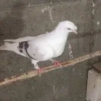 کبوتر افشون   سینه چپ