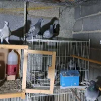 سه جفت جوجه