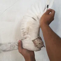 کفتر نر خوش خال