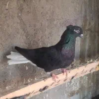 کفتر دم سفید و طوقی عروسک