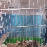 تعدادی فنج ب صورت یکجا می فروشیم