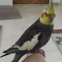 گمشده