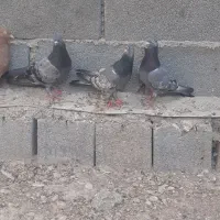 کبوتر کله سبز