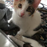 گربه