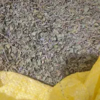 اویشن کوهی