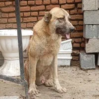 سگ ترکمنی|سگ|سرخنکلاته, |دیوار