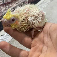 جوجه عروس هلندی لوتینو سرلاکی