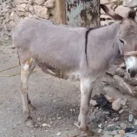 الاغ ماده جوان