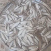 ماهی ضوری