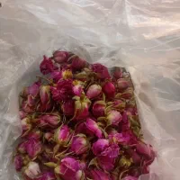 گل محمدی