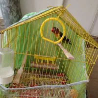 طوطی کوتوله برزیلی