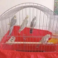 عروس هلندی