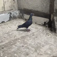 کبوتر صید کفتر پرشی