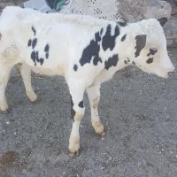 گوساله نر