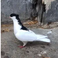 ماده خال سر با جوجه