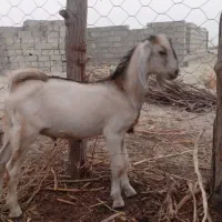 سلام دوستان ی بز با ی بزغاله نر نسل دار