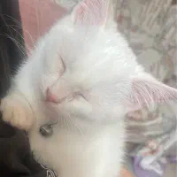 گربه نر بریتیش با وسایل