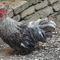 خروس|حیوانات مزرعه|لواسان, |دیوار