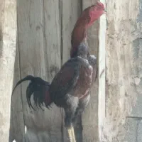 خروس لاری
